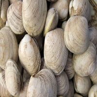 Best Quality Clam For Cheap Price Sale