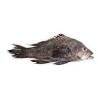 Black Sea Bass Fish For Sale