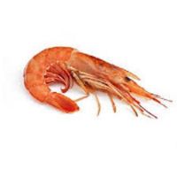 Fresh Shrimps in South Africa For Sale