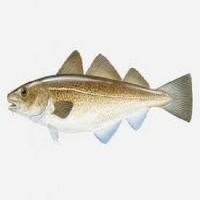 Best Quality Frozen Cod Fish For Sale