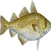 Cod Fish For Best Price for sale