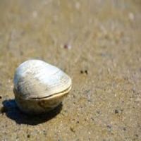 Clam For Cheap Price Sale