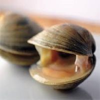 Best Quality Clam For Cheap Price Sale