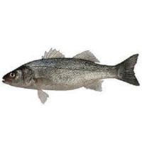 Direct Supply Black Sea Bass Fish For Sale