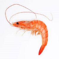 Hot Sale Fresh Shrimps in South Africa For Sale