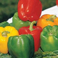 Organic Capsicum Yellow Red Green for sale