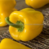 Hotsale Fresh Capsicum Yellow Red Green