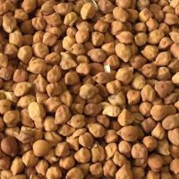 Premium Quality Desi Chickpeas