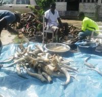 OX Cow Horns and Raw Buffalo horns for sale