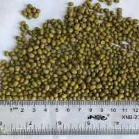 High Quality Green Mung Beans