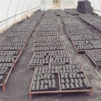 wholesale Coconut Shell Charcoal