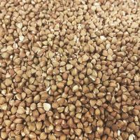 High Quality Organic Buckwheat kernels