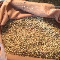 Organic Buckwheat kernels for sale