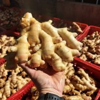 Fresh Organic Ginger for sale