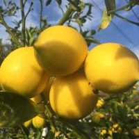 Best Price Natural Fresh Lemon Fruit