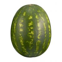 High quality organic fresh watermelon