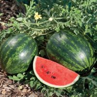 Hot sale organic fresh watermelon