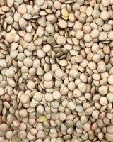 Whole Lentils Green Lentils Yellow Lentils