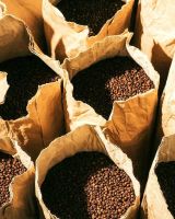 Coffee Beans For Sale