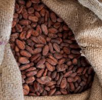High Quality Cacao Beans