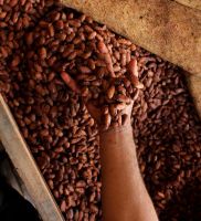 High Quality Cacao Beans