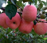 Export Quality Fresh Fuji Apples For Cheap Price