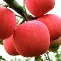 Export Quality Fresh Fuji Apples For Cheap Price