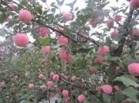 Best Price Fresh Fuji Apples For Sale