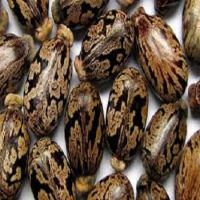 High Germination Castor Seeds For Sale