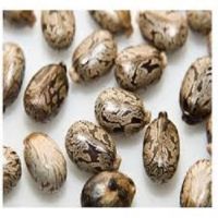 Premium Castor Seeds For Sale