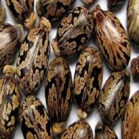 Premium Castor Seeds For Sale