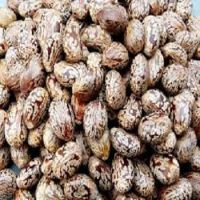 Castor Seeds For Sale