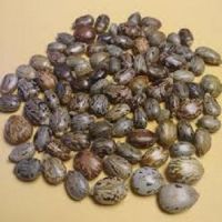 Premium Castor Seeds For Sale