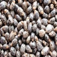 Castor Seeds For Sale