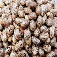 Cheap Sell Price Castor Seeds For Sale