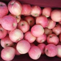 Export Quality Fresh Fuji Apples For Cheap Price