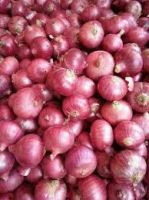Best Quality Wholesale Fresh Red Onions For Sale