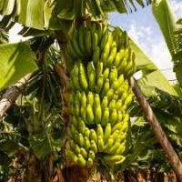 Hot Sale Cheap Bulk Fresh Bananas For Sale