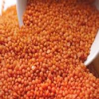 Hot Sale Split Lentils For Sale