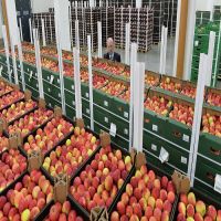 Export Quality Fresh Fuji Apples For Cheap Price