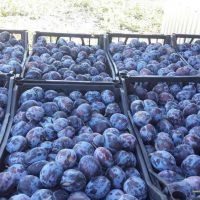 Fresh Plums For Sale