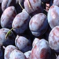 Top Grade Fresh Plums For Sale