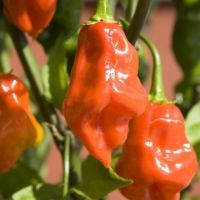 Red / Yellow Fresh Habanero Pepper