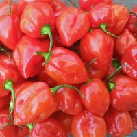Red / Yellow Fresh Habanero Pepper
