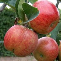 Fresh Apple fruit gala apple