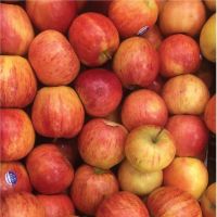 Fresh Organic Gala / Fuji Apples