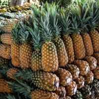 Juicy Organic Cultivated Pineapples