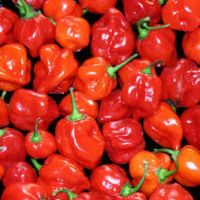 Wholesale Best Priced Fresh Habanero Pepper
