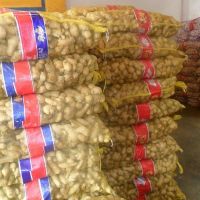 Wholesale Farmer Choice Fresh Organic Ginger