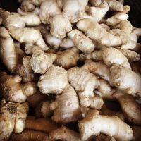 Wholesale Farmer Choice Fresh Organic Ginger